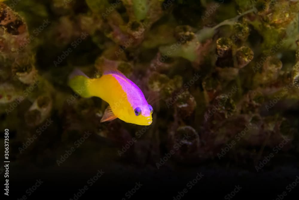 purple-top dottyback