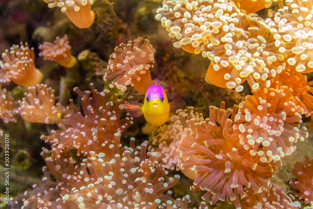 purple-top dottyback