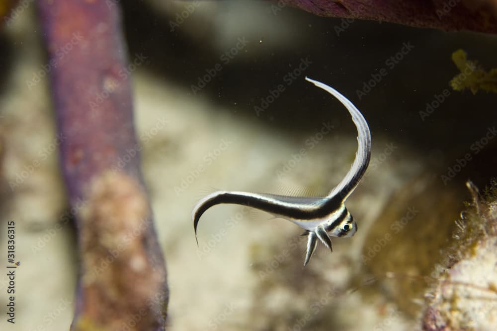 Juvenile Spotted Drum (Equetus punctatus)