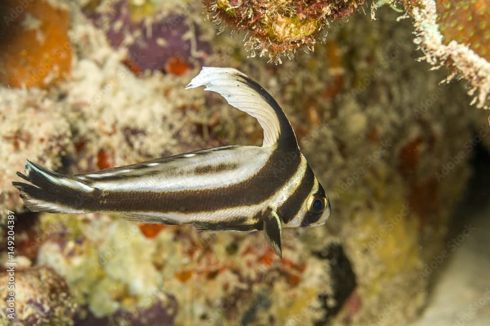 spotted drum, spotted ribbonfish