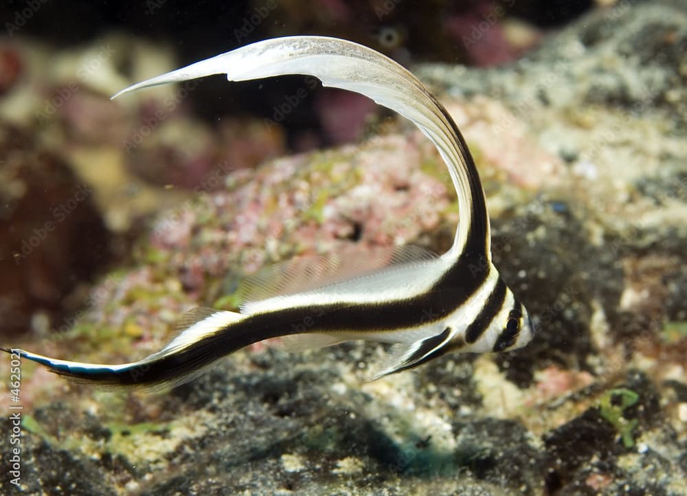 Juvenile Spotted Drumfish, Equetus punctatus