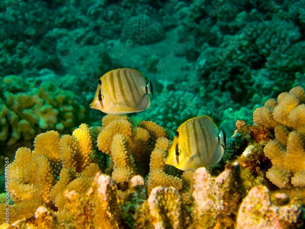 Multiband Butterflyfish (Chaetodon multicinctus) - Kona