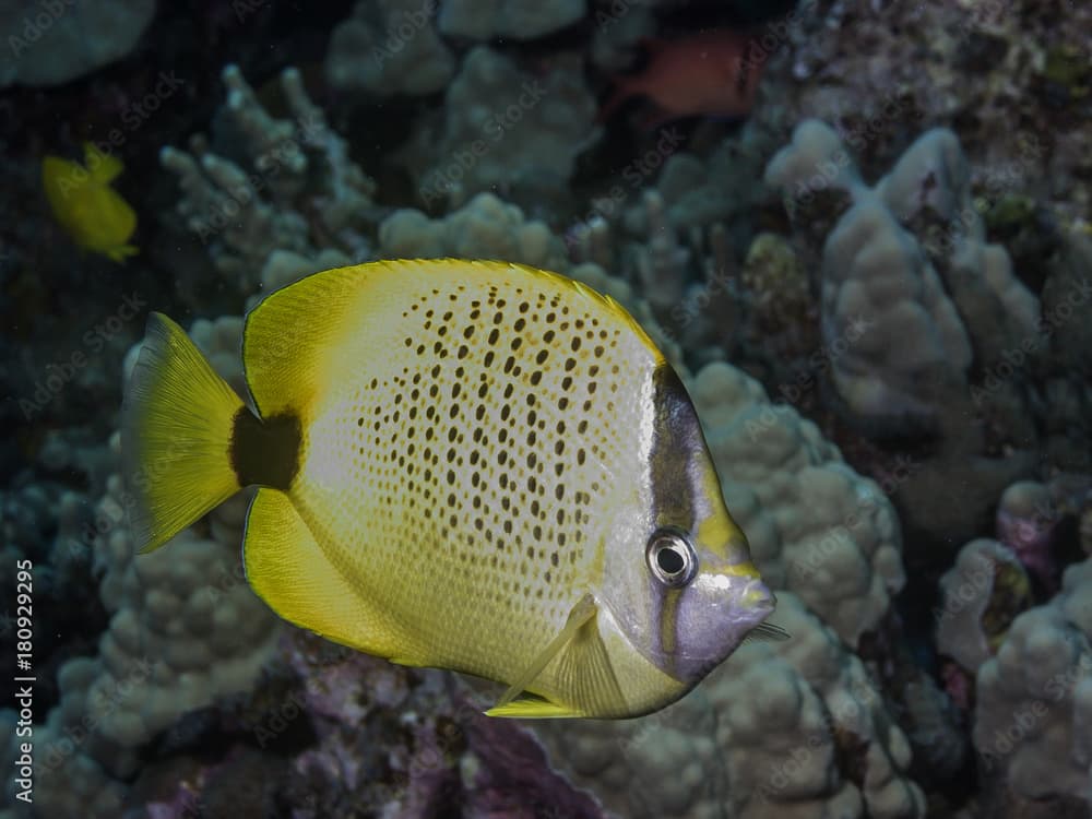 Pebbled Butterflyfish, Chaetodon multicinctu