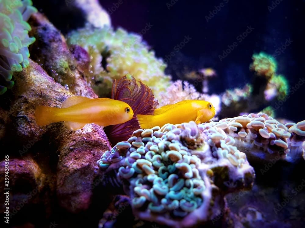 Yellow clown goby - Gobiodon okinawae