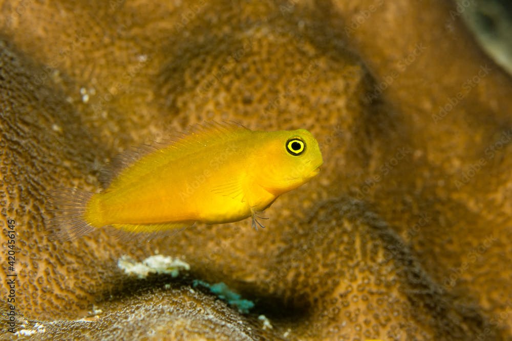 Gelbe Korallengrundel (Gobiodon okinawae) im Korallenriff
