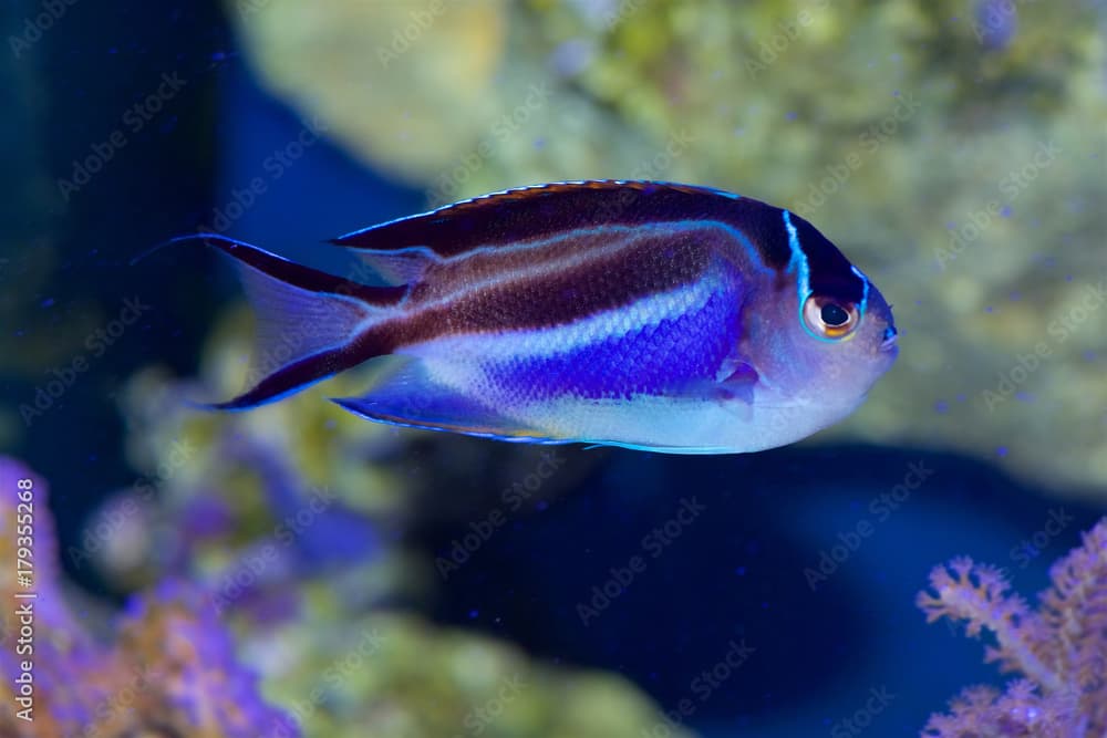 Bellus Angelfish, Genicanthus bellus, in a saltwater reef environment