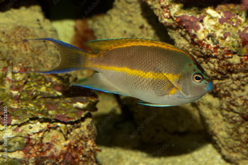  Bellus angelfish, ornate angelfish (Genicanthus bellus ), male.