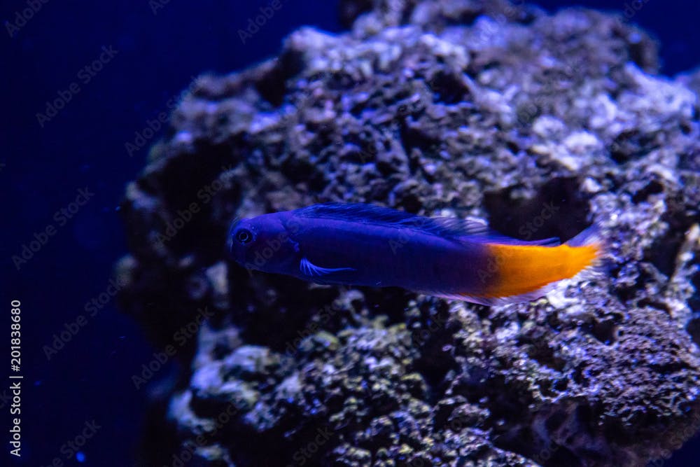 Ecsenius bicolor fish