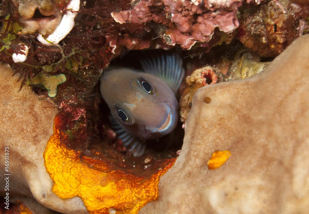 Bicolor blenny