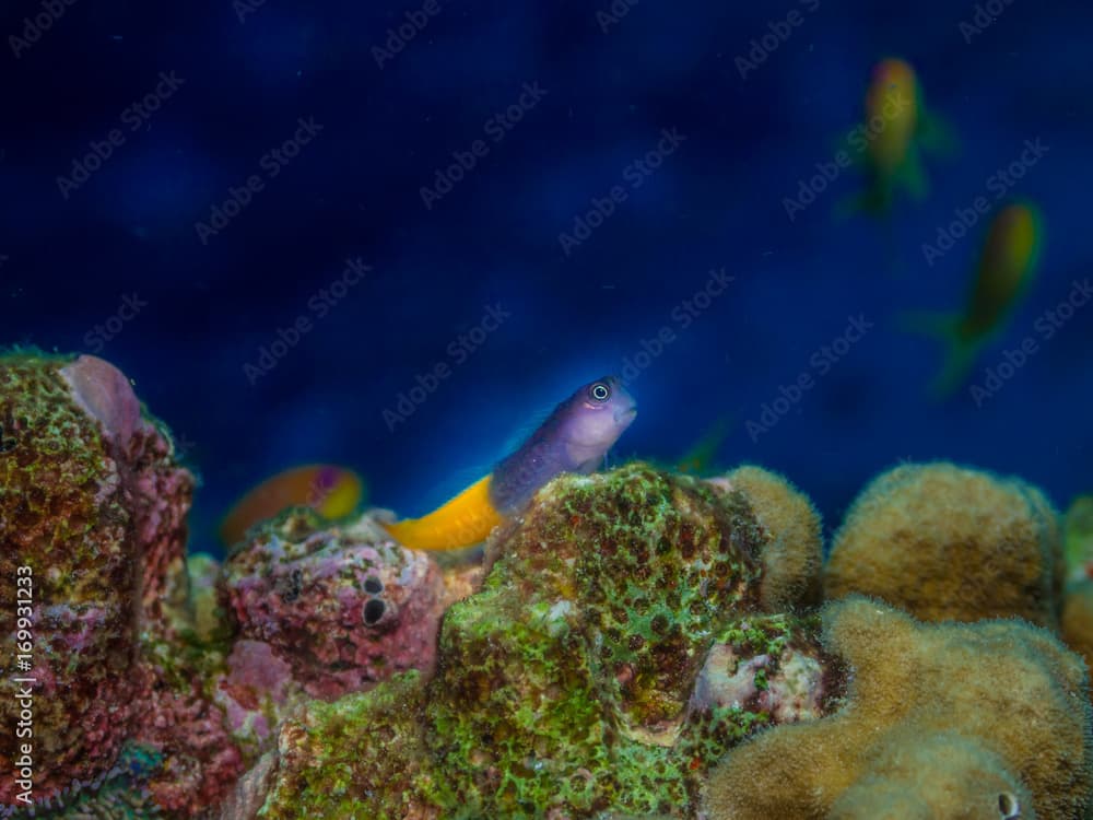 Bicolor blenny