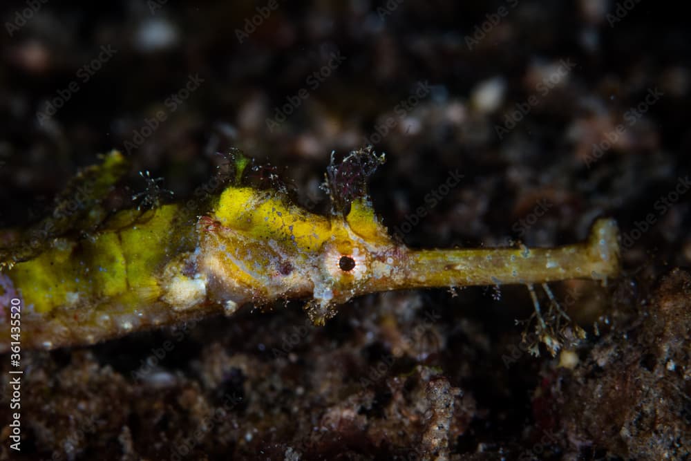 A Winged pipefish, Halicampus macrorhynchus, lays on the black sand seafloor of Komodo National Park, Indonesia. This well-camouflaged fish is relatively rare to find.