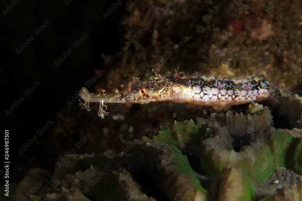 Ornate pipefish (Halicampus macrorhynchus). Picture was taken in Lembeh Strait, Indonesia