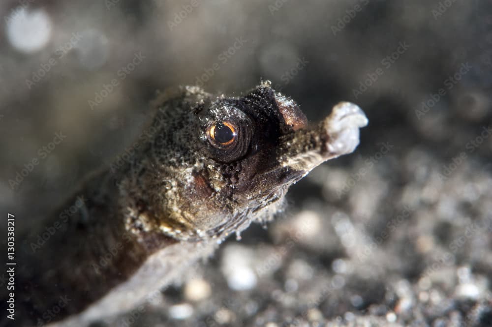 Winged pipefish (Halicmapus macrorhynchus), Sulawesi, Indonesia