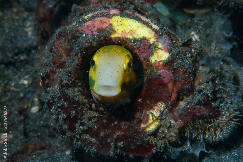 Highfin Fangblenny Petroscirtes mitratus