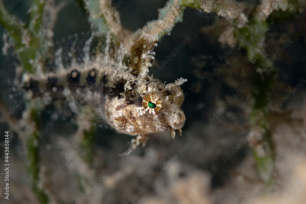 Blenny Petroscirtes mitratus. Underwater world of coral reef near Makadi Bay, Hurghada, Egypt