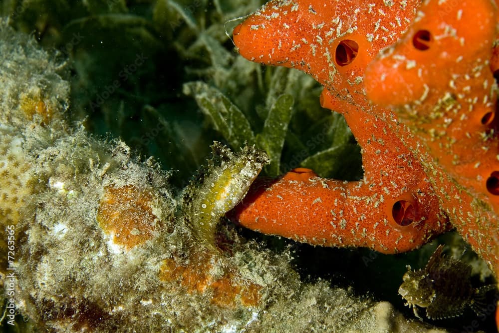 highfin fang blenny (petroscirtes mitratus) and a red sponge 