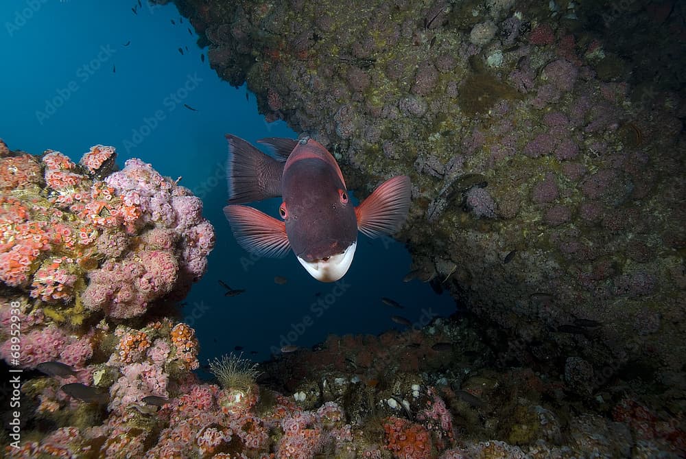 Sheephead fish at California reef