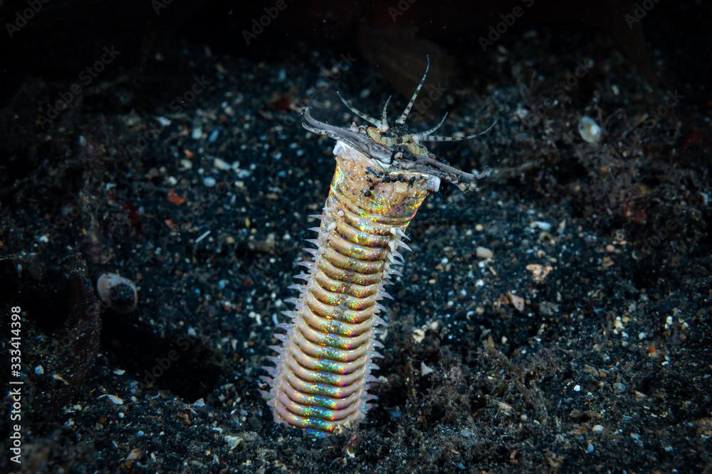 Bobbit Worm Eunice aphroditois.