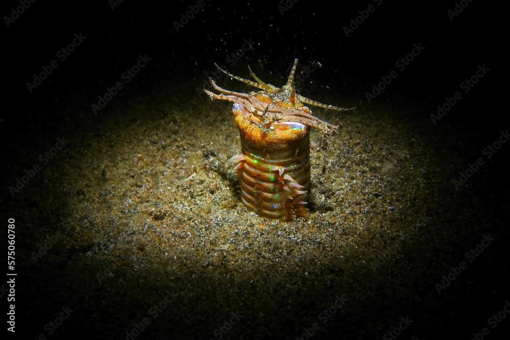 Bobbit worm (tropical predator sea worm, Eunice aphroditois) in the night ocean, on the seabed. Bobbit worm in the water, photography from scuba diving. Marine life in the night, underwater picture.