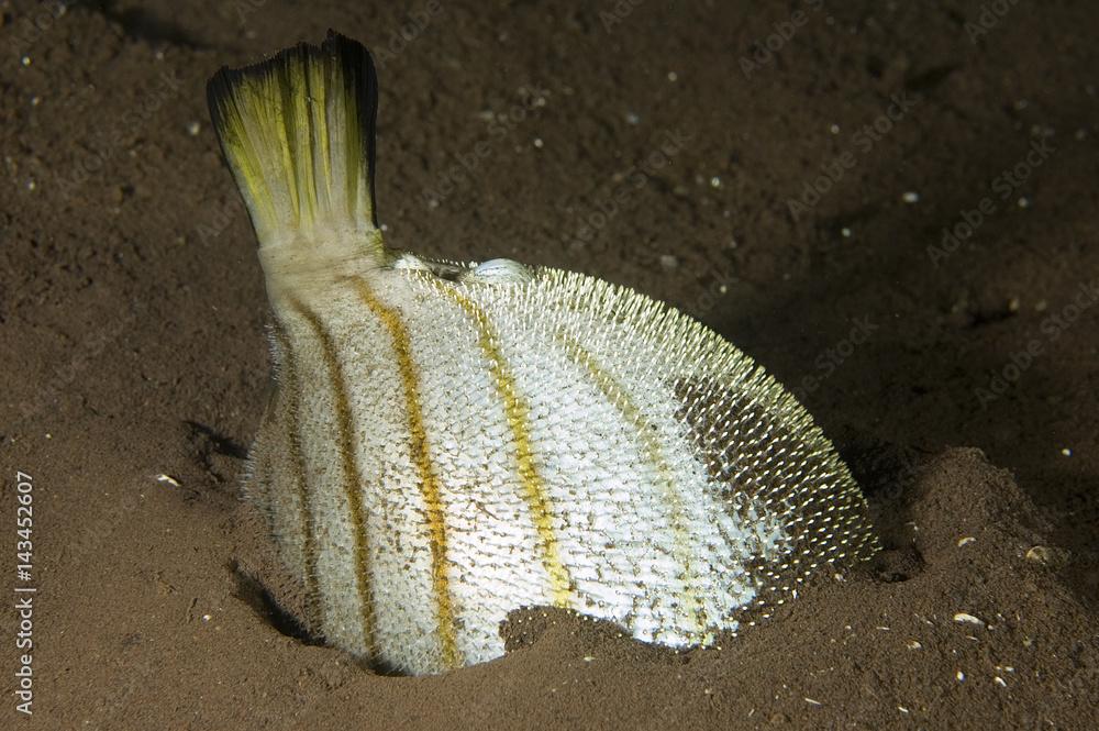 Striped pufferfish, Arothron manilensis, sucked by bobbit worm, Eunicid polychaete, puffed up her body resisting this scary predator. Bali Indonesia.