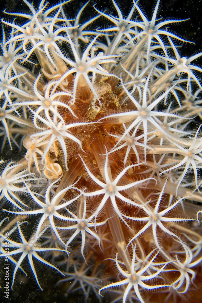 Sea Pen, Cavernularia obesa, Coral Reef, Lembeh, North Sulawesi, Indonesia, Asia