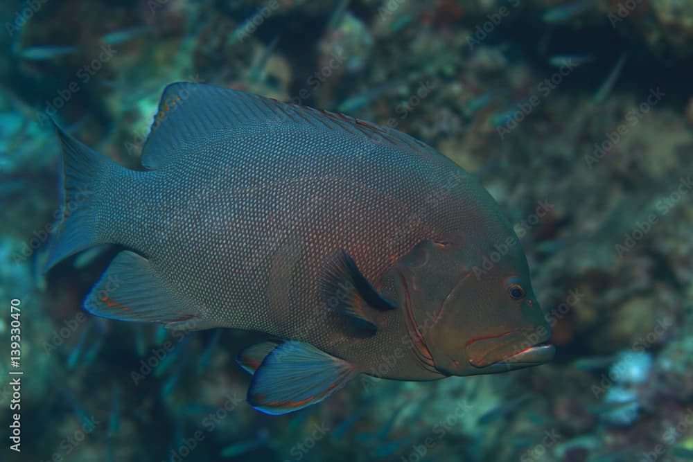 Redmouth grouper