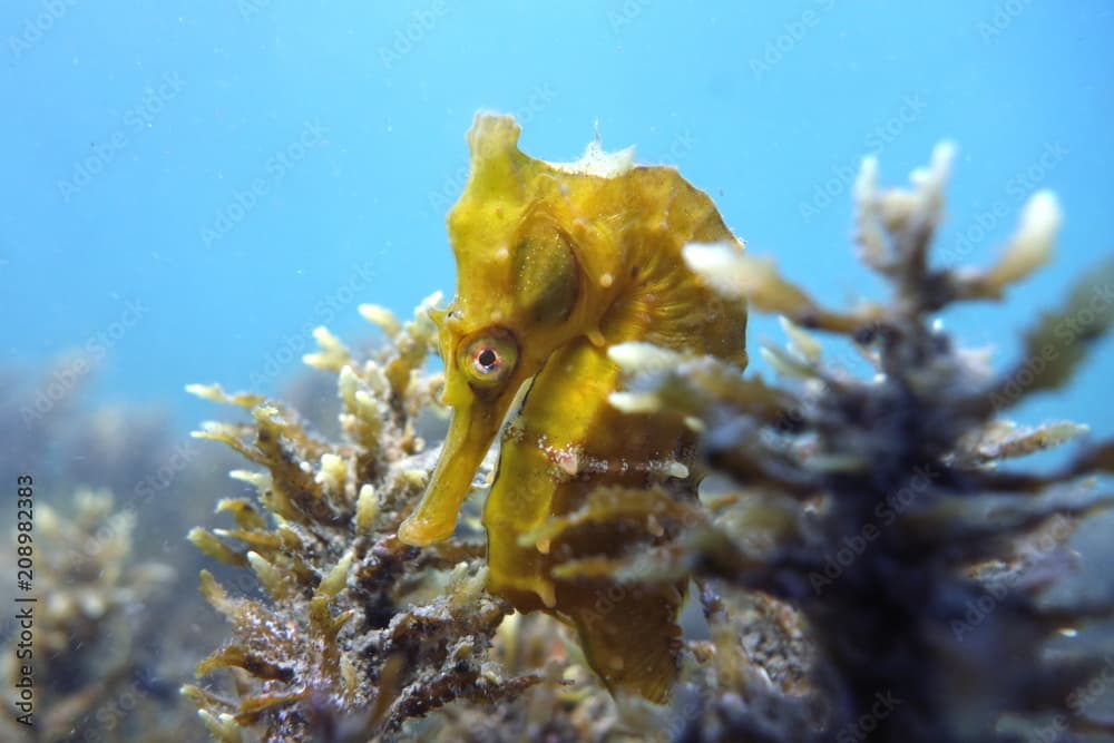 White's Seahorse Hippocampus whitei, White's Seepferdchen in Sydney, Australia