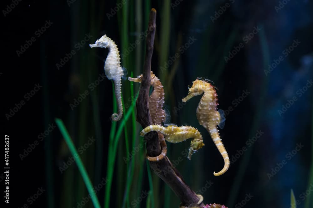 Hippocampus whitei, commonly known as White's seahorse