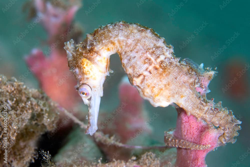 Side View of an Endangered Whites Seahorse