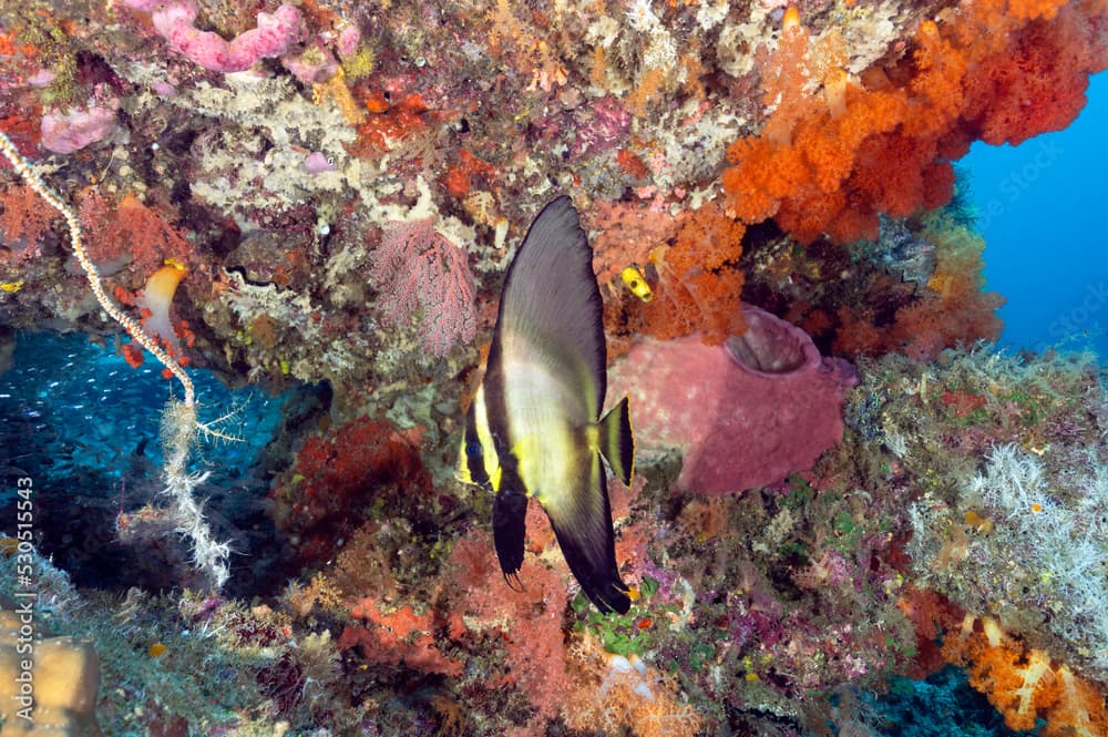 Golden spadefish, Platax boersii, Raja Ampat Indonesia.