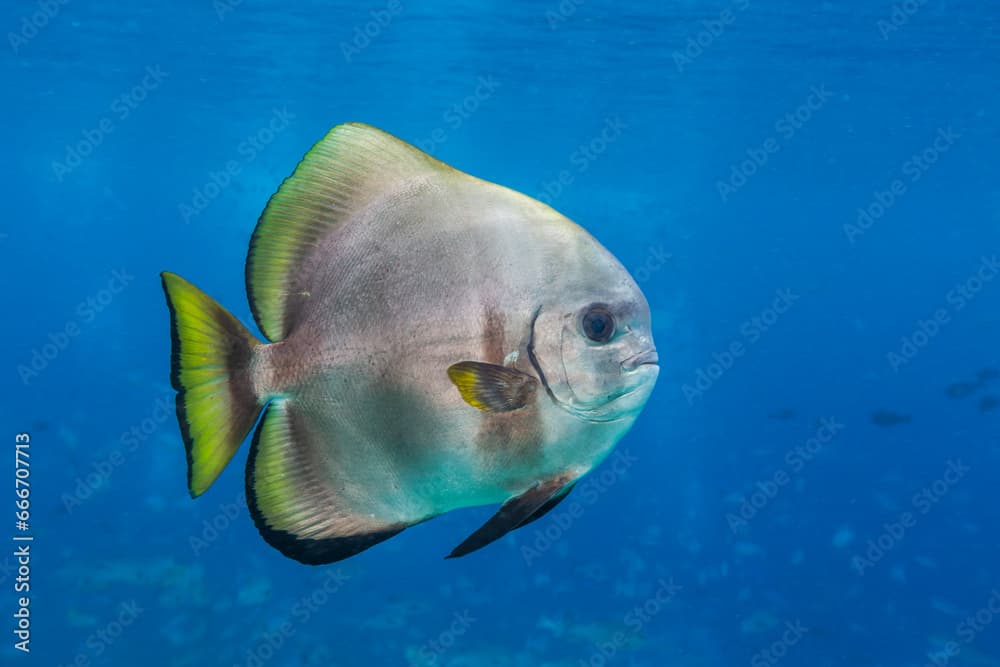 An adult golden spadefish (Platax boersii), off Sauwaderek Village Reef, Raja Ampat