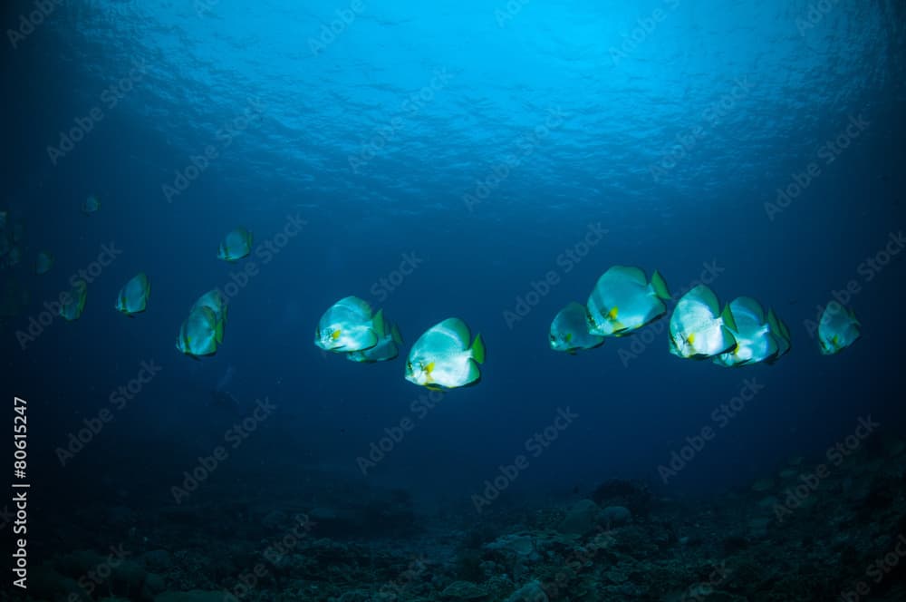 golden spadefish bunaken indonesia platax boersii diver