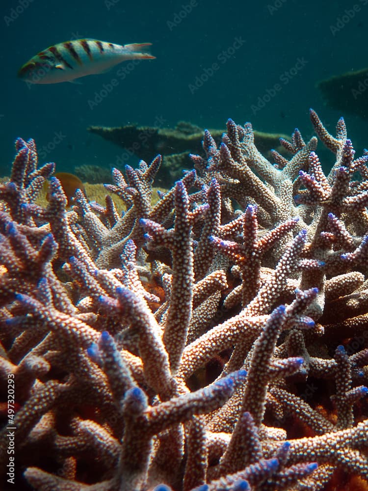 Acropora Formosa and a Scissortail Sergeant - Abudefduf Sexfasciatus