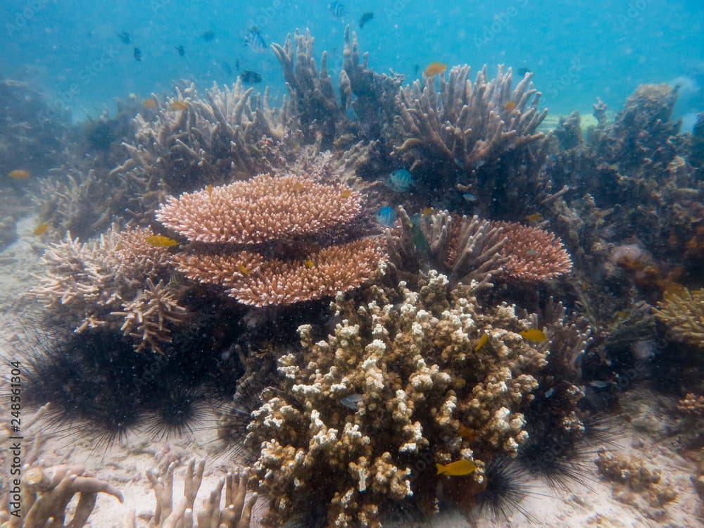 Hard coral found at coral reeef area at Tioman island, Malaysia