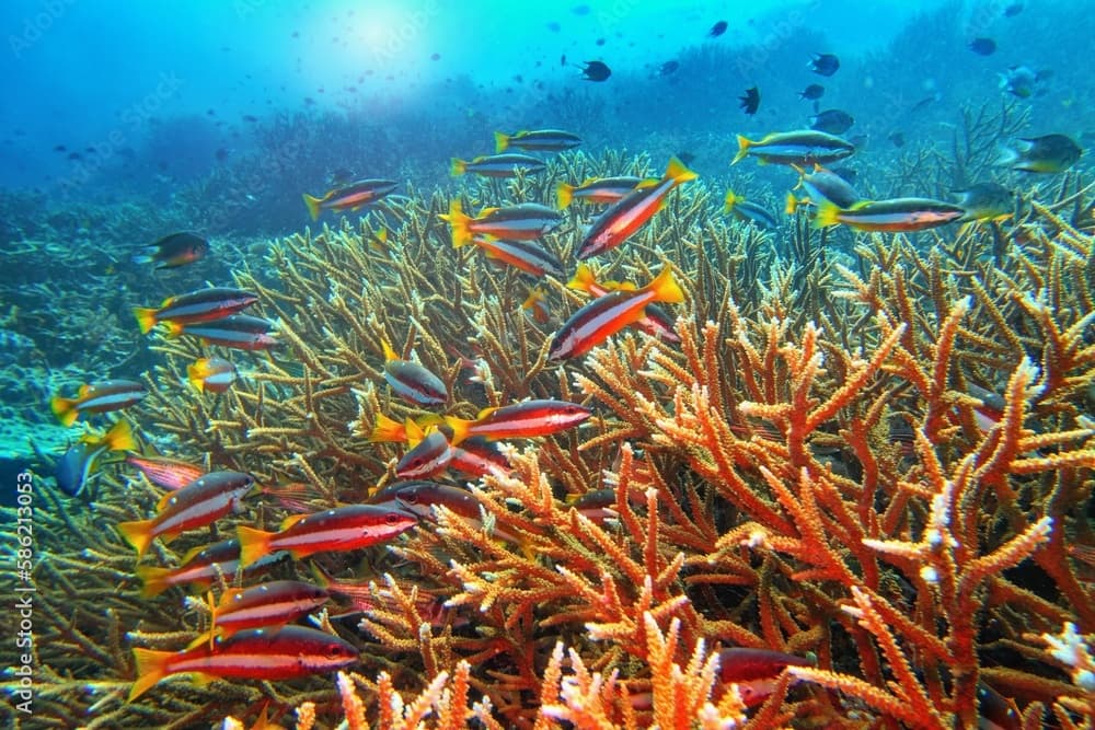 Tropical coral reef scene. Two-spot banded snappers and hard coral Acropora formosa