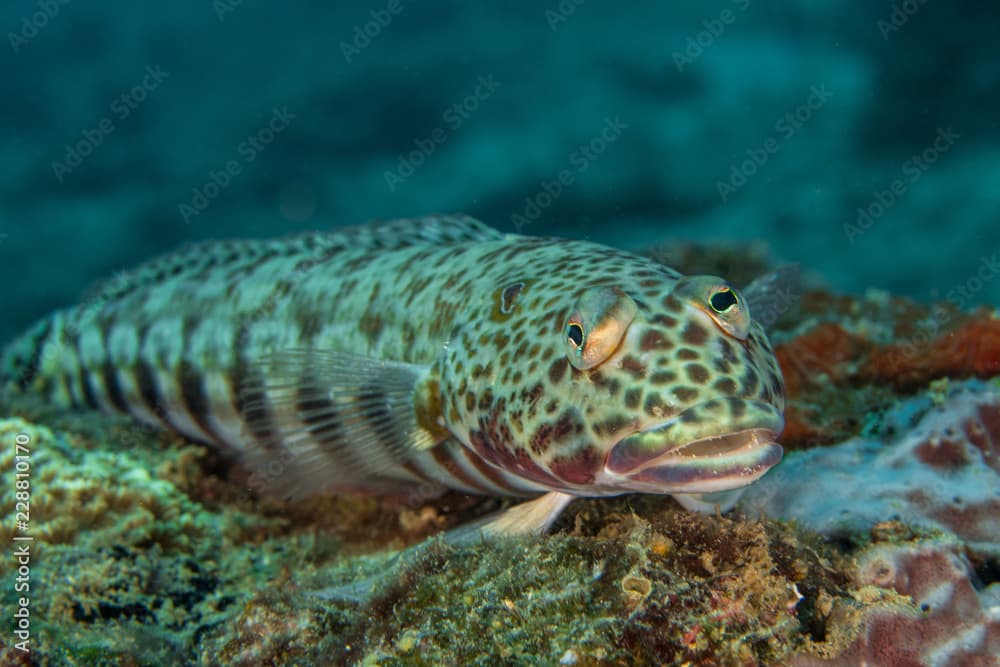 Sand Lizardfish, Synodus Indicus.