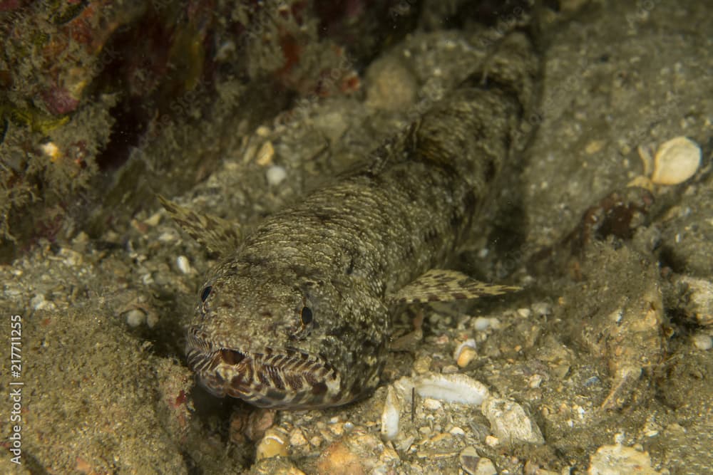 Sand Lizardfish, Synodus Dermatogenys.