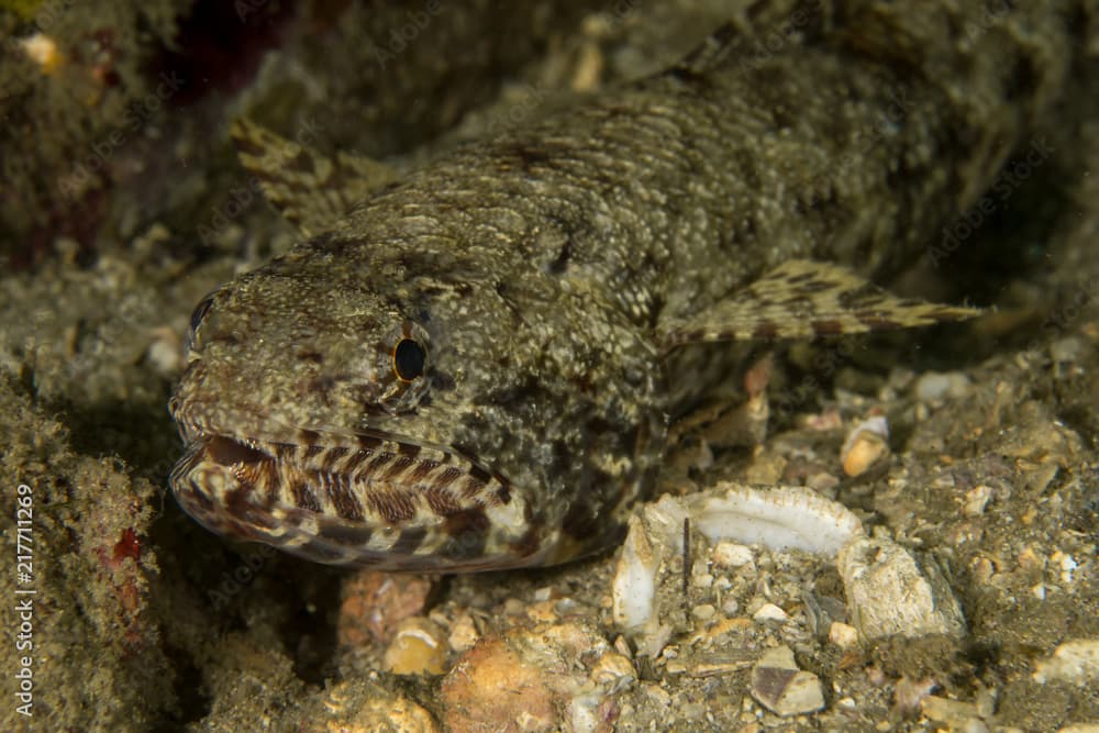 Sand Lizardfish, Synodus Dermatogenys.