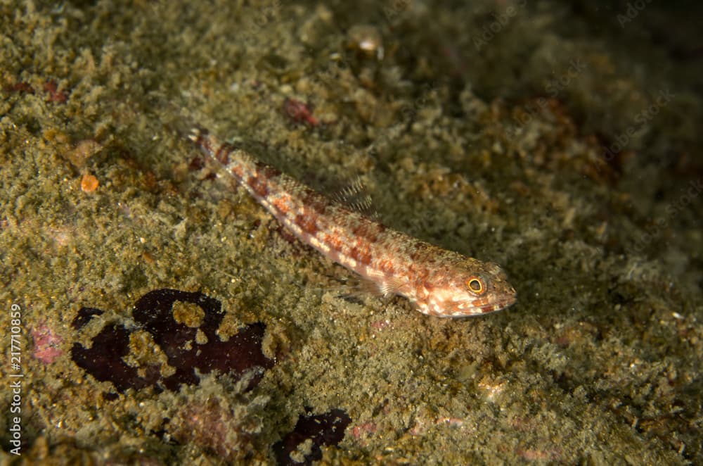 Juvenile Sand Lizardfish, Synodus Dermatogenys.