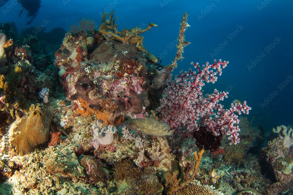 Epinephelus ongus near the seabed in Raja Ampat. Specklefin grouper during dive in Indonesia. Grouper is hiding under the corals. 