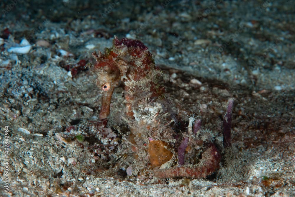 Queensland Seahorse Hippocampus spinosissimus