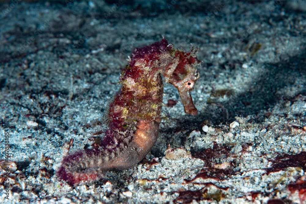 Queensland Seahorse Hippocampus spinosissimus Juvenile