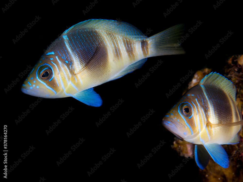 Barred Hamlet (Hypoplectrus puella) Pair