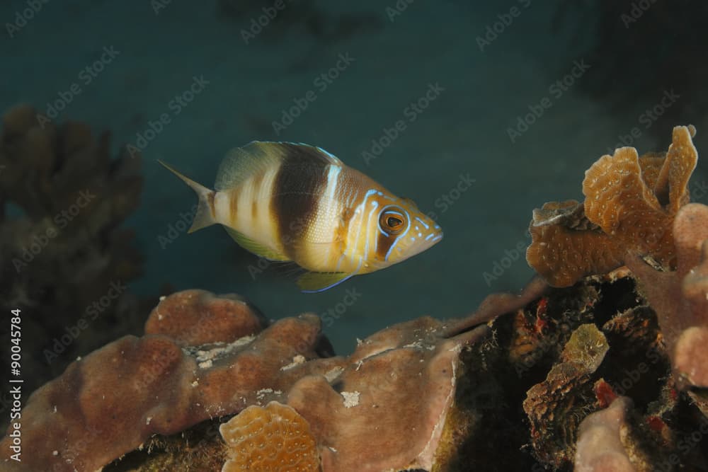 Barred Hamlet (Hypoplectrus puella) Swimming Over a Coral Reef - Bonaire