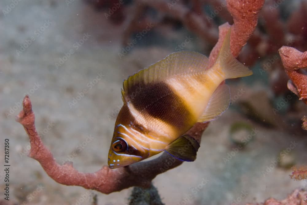 Barred Hamlet (Hypoplectrus puella)