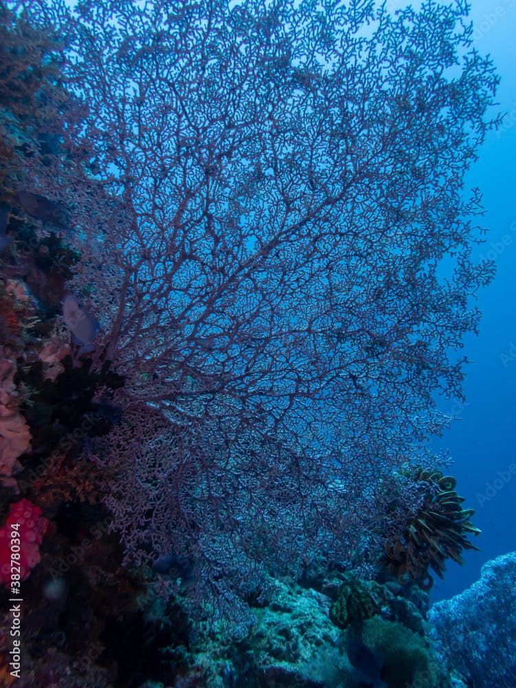 Wide-Mesh Sea Fan (Gorgonia mariae) near Anilao, Batangas, Philippines.  Underwater photography and marine life.