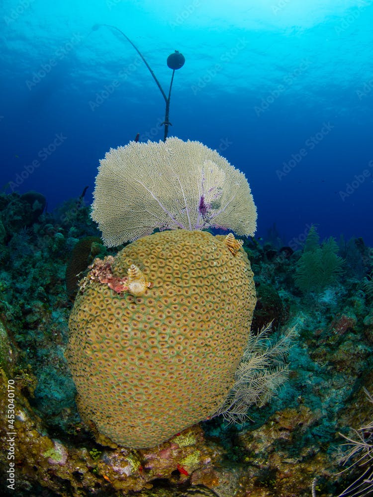 Wide-mesh seafan and Great star coral (Grand Cayman, Cayman Islands)