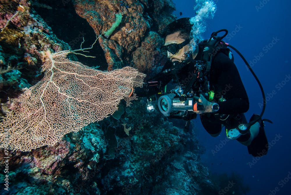 Diver and sea fan Gorgonia in Derawan, Kalimantan underwater