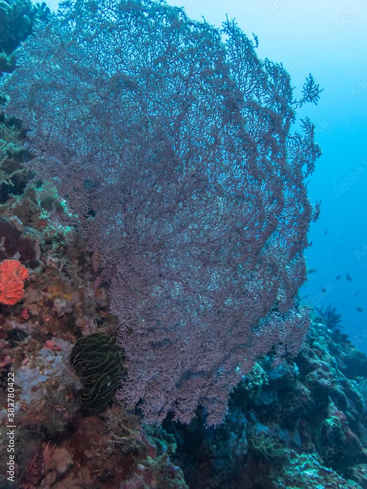 Wide-Mesh Sea Fan (Gorgonia mariae) near Anilao, Batangas, Philippines.  Underwater photography and marine life.