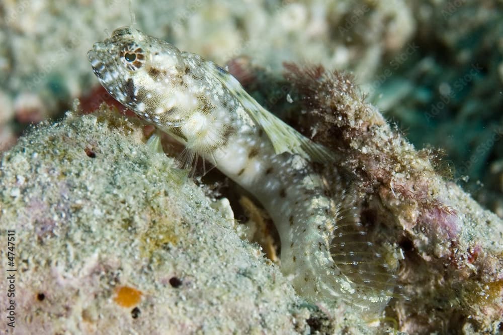 Female Sailfin Blenny, Emblemaria pandionis